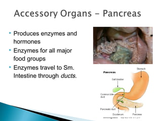  Produces enzymes and
hormones
 Enzymes for all major
food groups
 Enzymes travel to Sm.
Intestine through ducts.
02/05/18 17:39cottingham
 