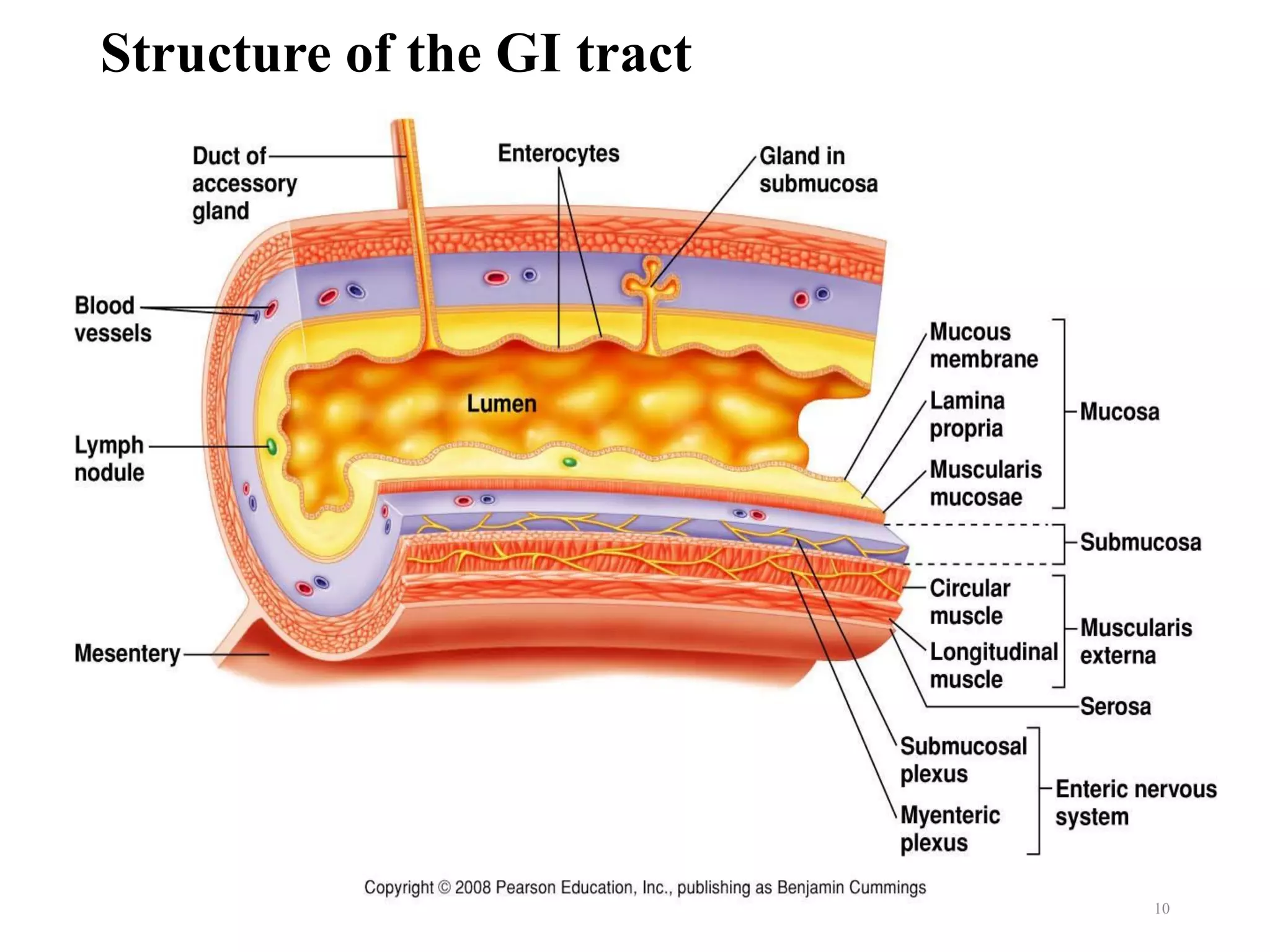 Structure of the GI tract
10
 