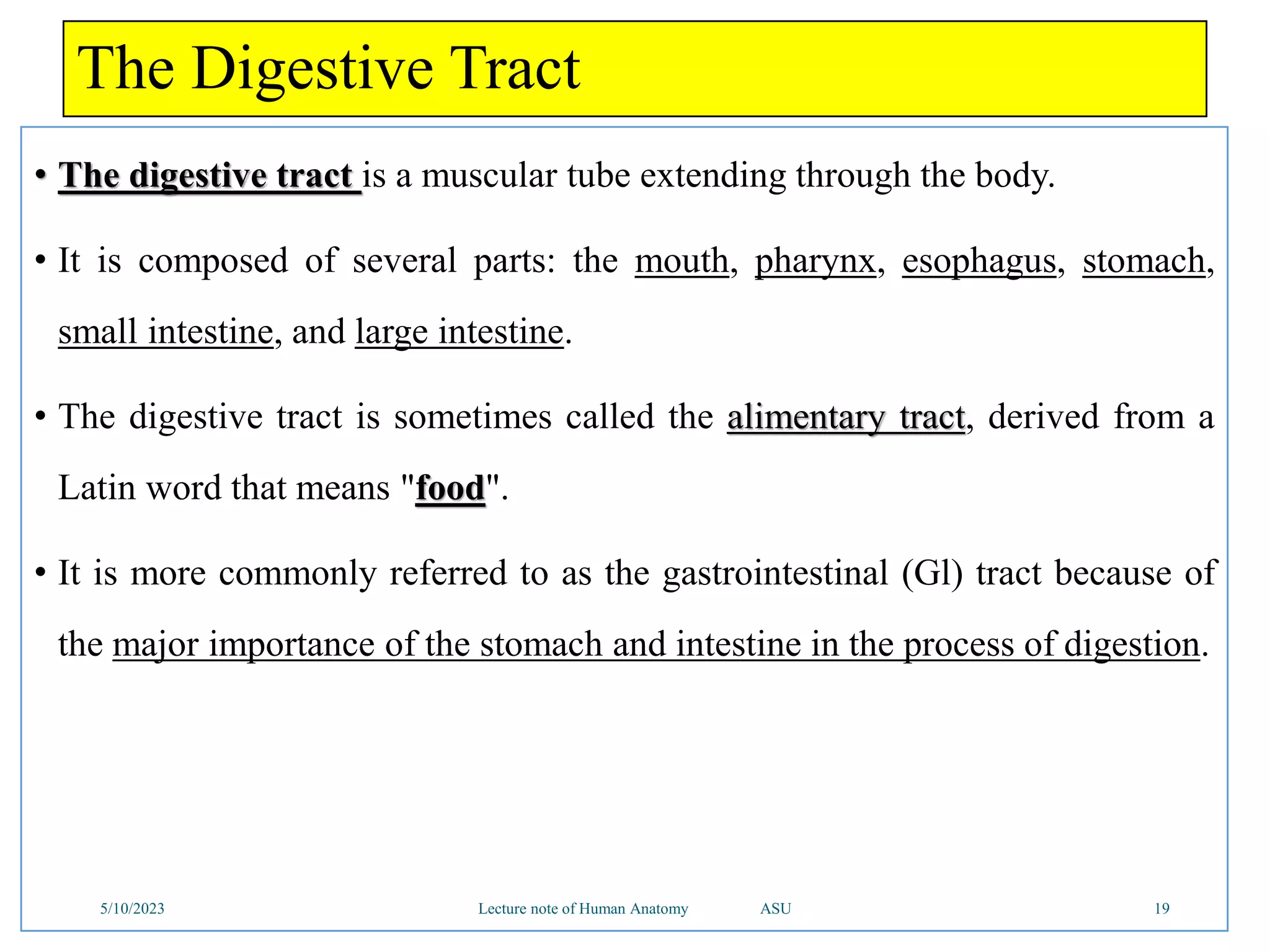 The Digestive Tract
• The digestive tract is a muscular tube extending through the body.
• It is composed of several parts: the mouth, pharynx, esophagus, stomach,
small intestine, and large intestine.
• The digestive tract is sometimes called the alimentary tract, derived from a
Latin word that means "food".
• It is more commonly referred to as the gastrointestinal (Gl) tract because of
the major importance of the stomach and intestine in the process of digestion.
5/10/2023 Lecture note of Human Anatomy ASU 19
 
