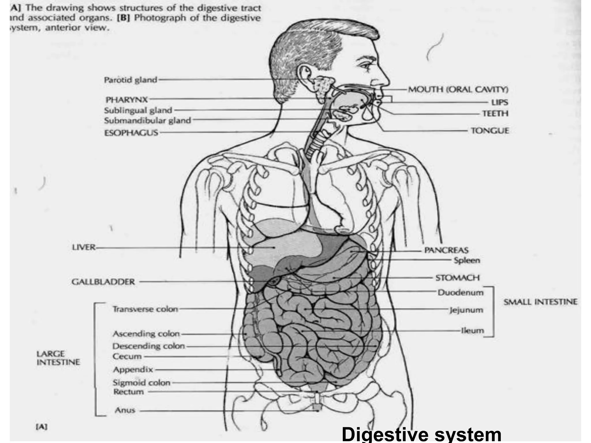 5/10/2023 Lecture note of Human Anatomy ASU 20
Digestive system
 