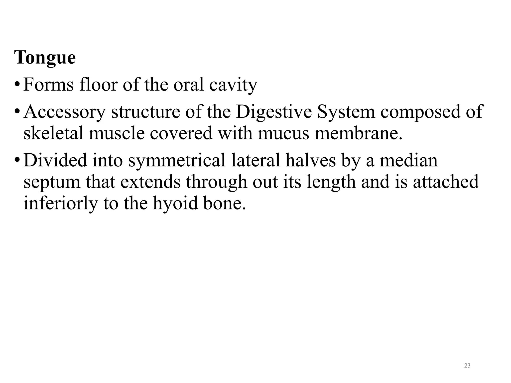 Tongue
•Forms floor of the oral cavity
•Accessory structure of the Digestive System composed of
skeletal muscle covered with mucus membrane.
•Divided into symmetrical lateral halves by a median
septum that extends through out its length and is attached
inferiorly to the hyoid bone.
23
 