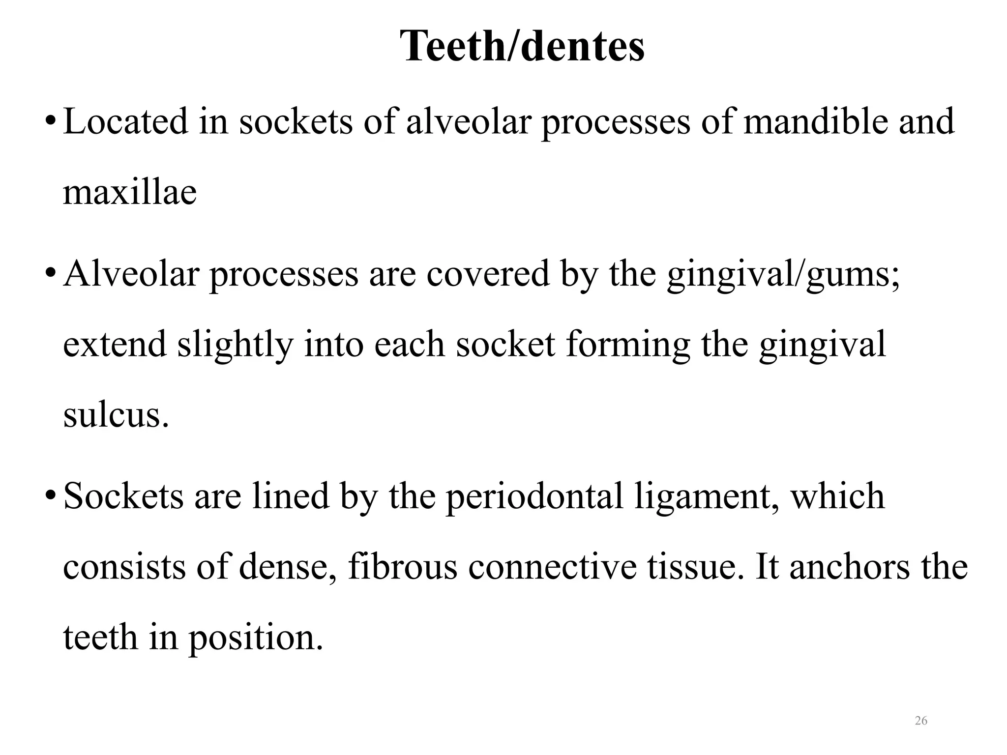 Teeth/dentes
•Located in sockets of alveolar processes of mandible and
maxillae
•Alveolar processes are covered by the gingival/gums;
extend slightly into each socket forming the gingival
sulcus.
•Sockets are lined by the periodontal ligament, which
consists of dense, fibrous connective tissue. It anchors the
teeth in position.
26
 