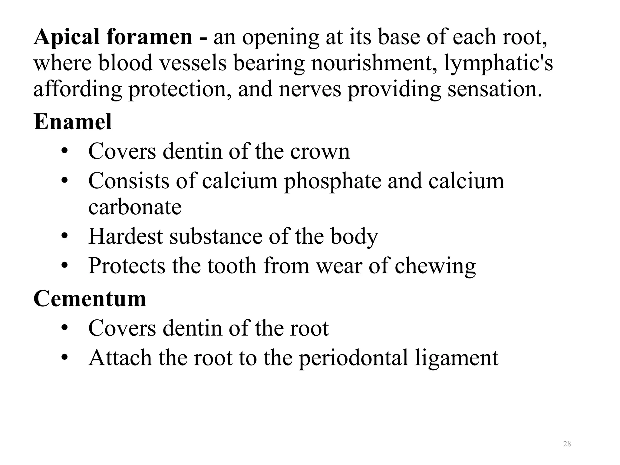 Apical foramen - an opening at its base of each root,
where blood vessels bearing nourishment, lymphatic's
affording protection, and nerves providing sensation.
Enamel
• Covers dentin of the crown
• Consists of calcium phosphate and calcium
carbonate
• Hardest substance of the body
• Protects the tooth from wear of chewing
Cementum
• Covers dentin of the root
• Attach the root to the periodontal ligament
28
 