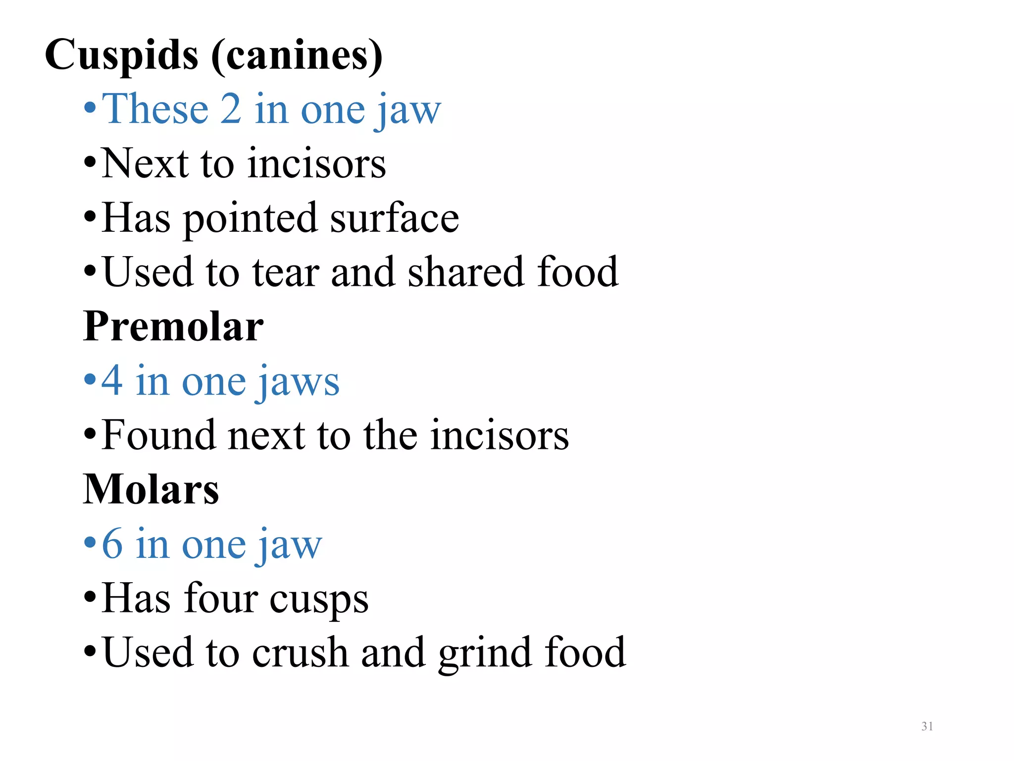 Cuspids (canines)
•These 2 in one jaw
•Next to incisors
•Has pointed surface
•Used to tear and shared food
Premolar
•4 in one jaws
•Found next to the incisors
Molars
•6 in one jaw
•Has four cusps
•Used to crush and grind food
31
 