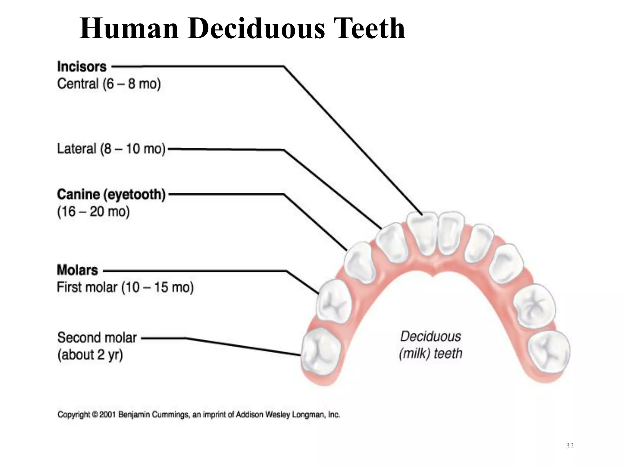 Human Deciduous Teeth
32
 