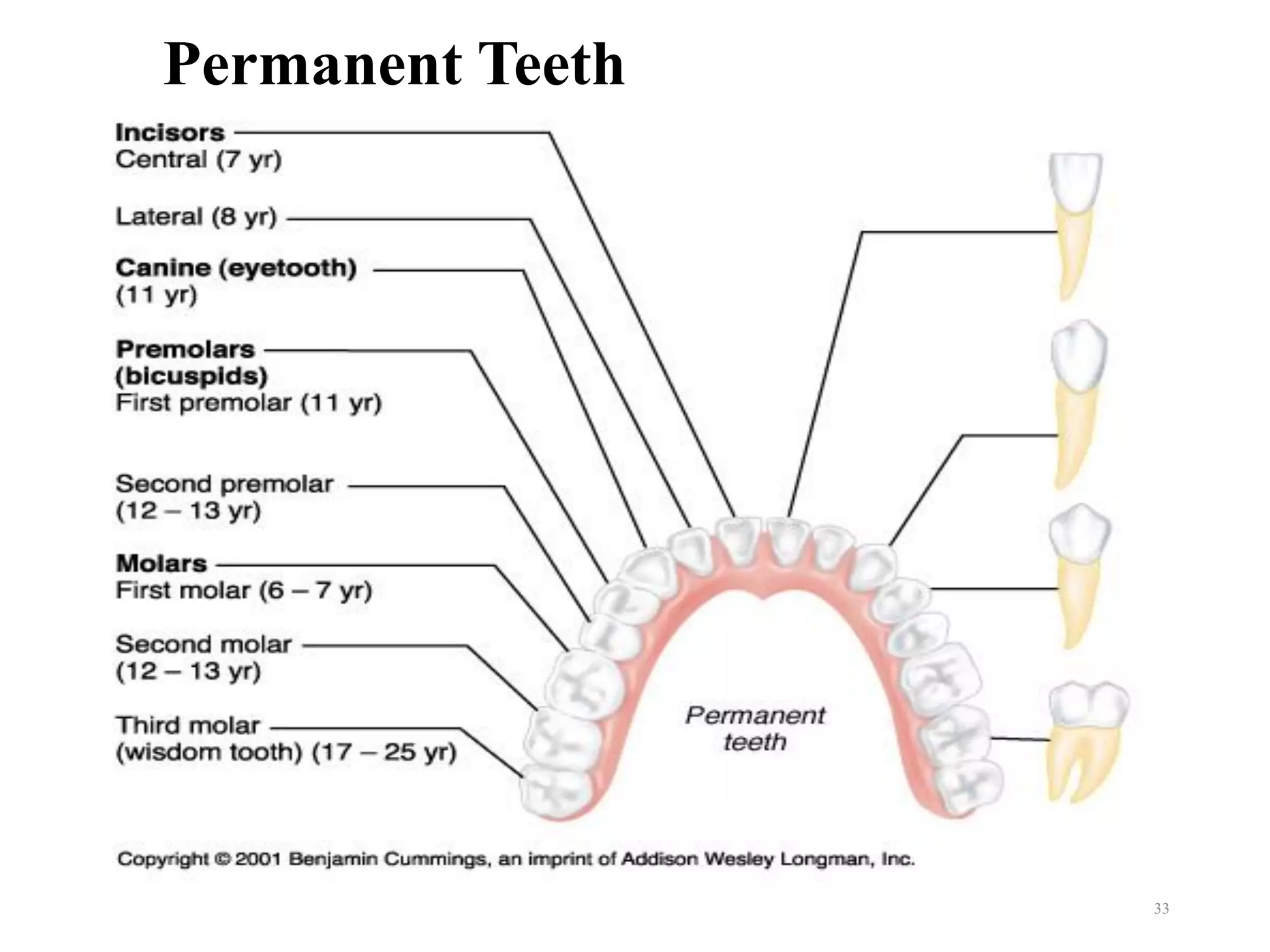 33
Permanent Teeth
 
