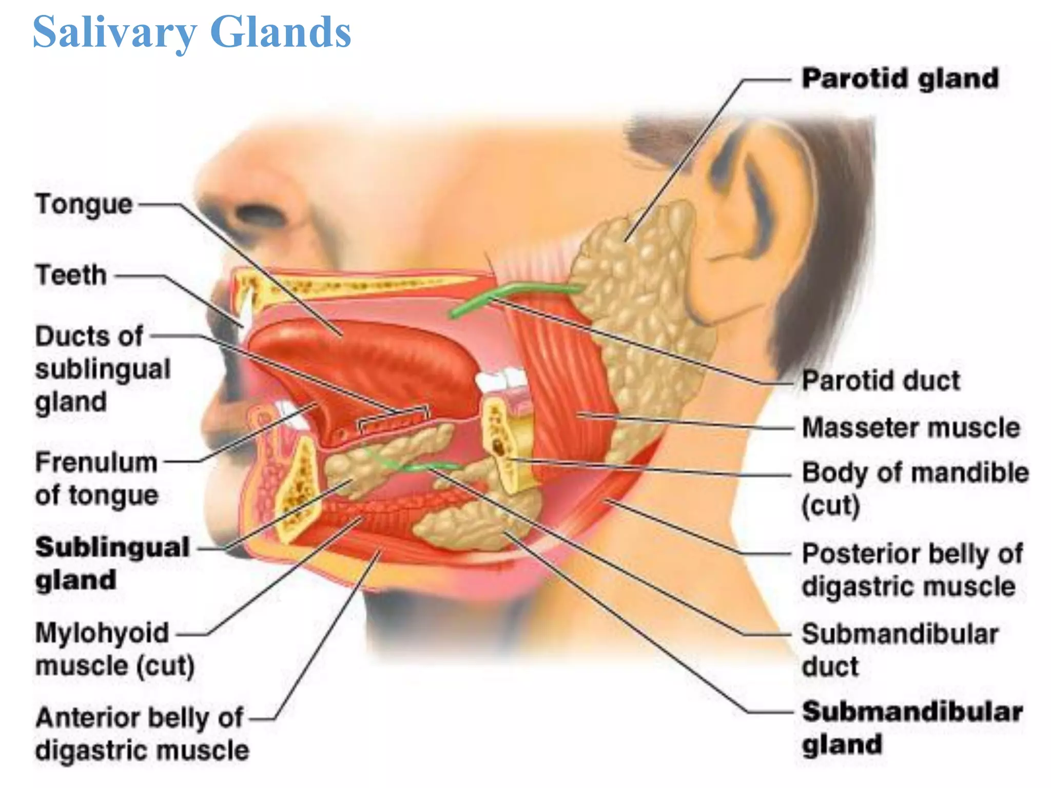 36
Salivary Glands
 