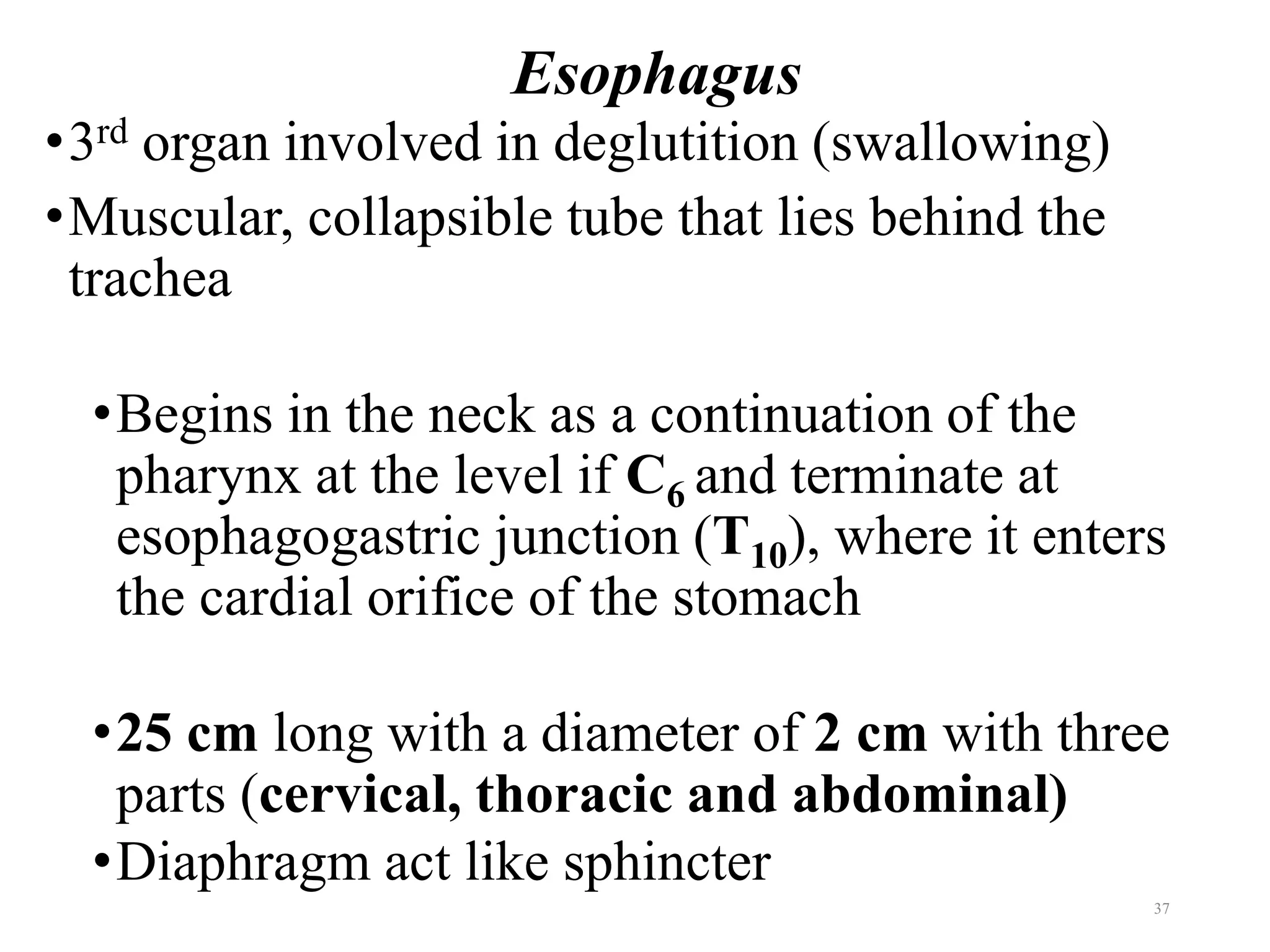 Esophagus
•3rd organ involved in deglutition (swallowing)
•Muscular, collapsible tube that lies behind the
trachea
•Begins in the neck as a continuation of the
pharynx at the level if C6 and terminate at
esophagogastric junction (T10), where it enters
the cardial orifice of the stomach
•25 cm long with a diameter of 2 cm with three
parts (cervical, thoracic and abdominal)
•Diaphragm act like sphincter
37
 
