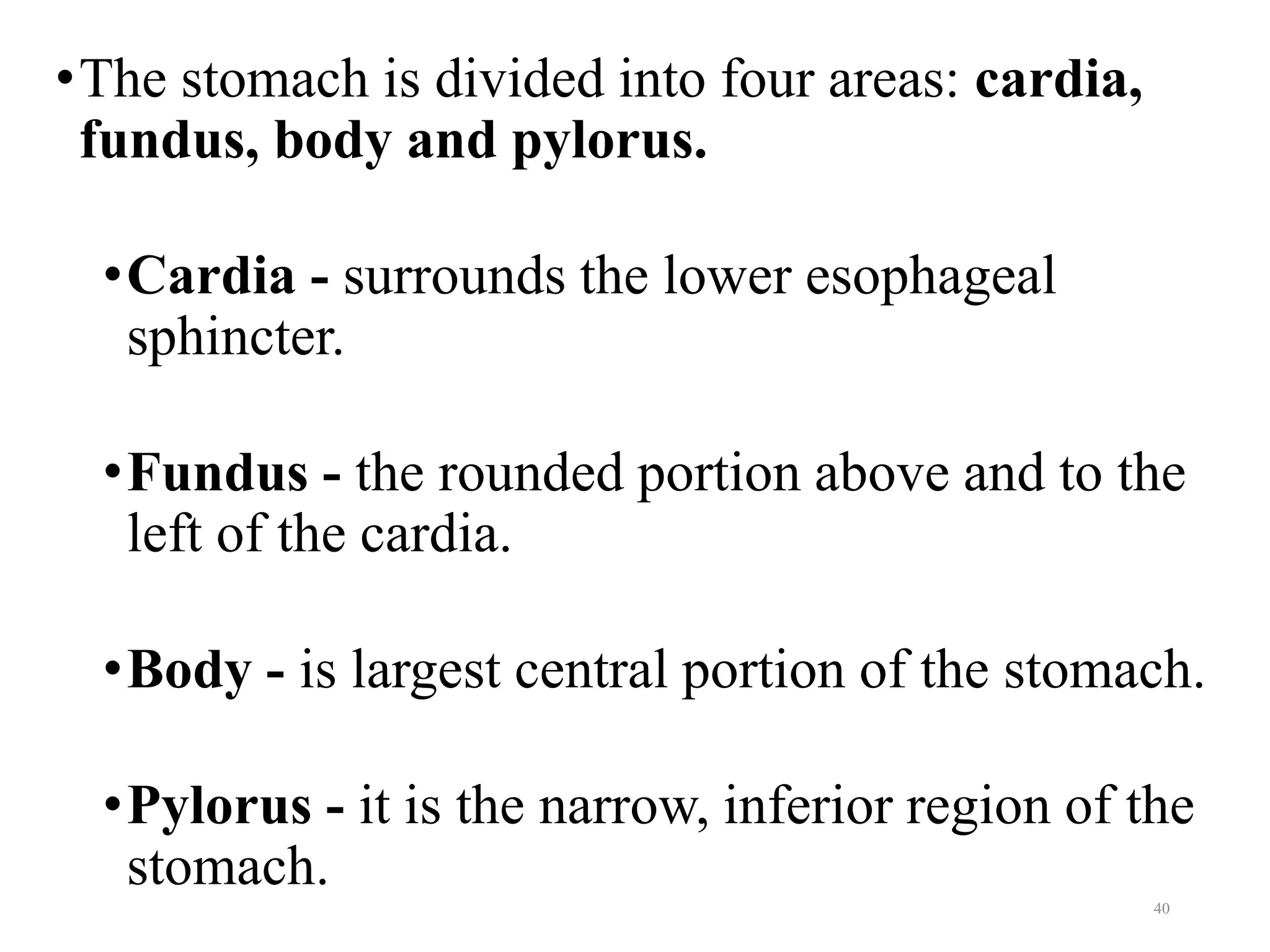 •The stomach is divided into four areas: cardia,
fundus, body and pylorus.
•Cardia - surrounds the lower esophageal
sphincter.
•Fundus - the rounded portion above and to the
left of the cardia.
•Body - is largest central portion of the stomach.
•Pylorus - it is the narrow, inferior region of the
stomach.
40
 