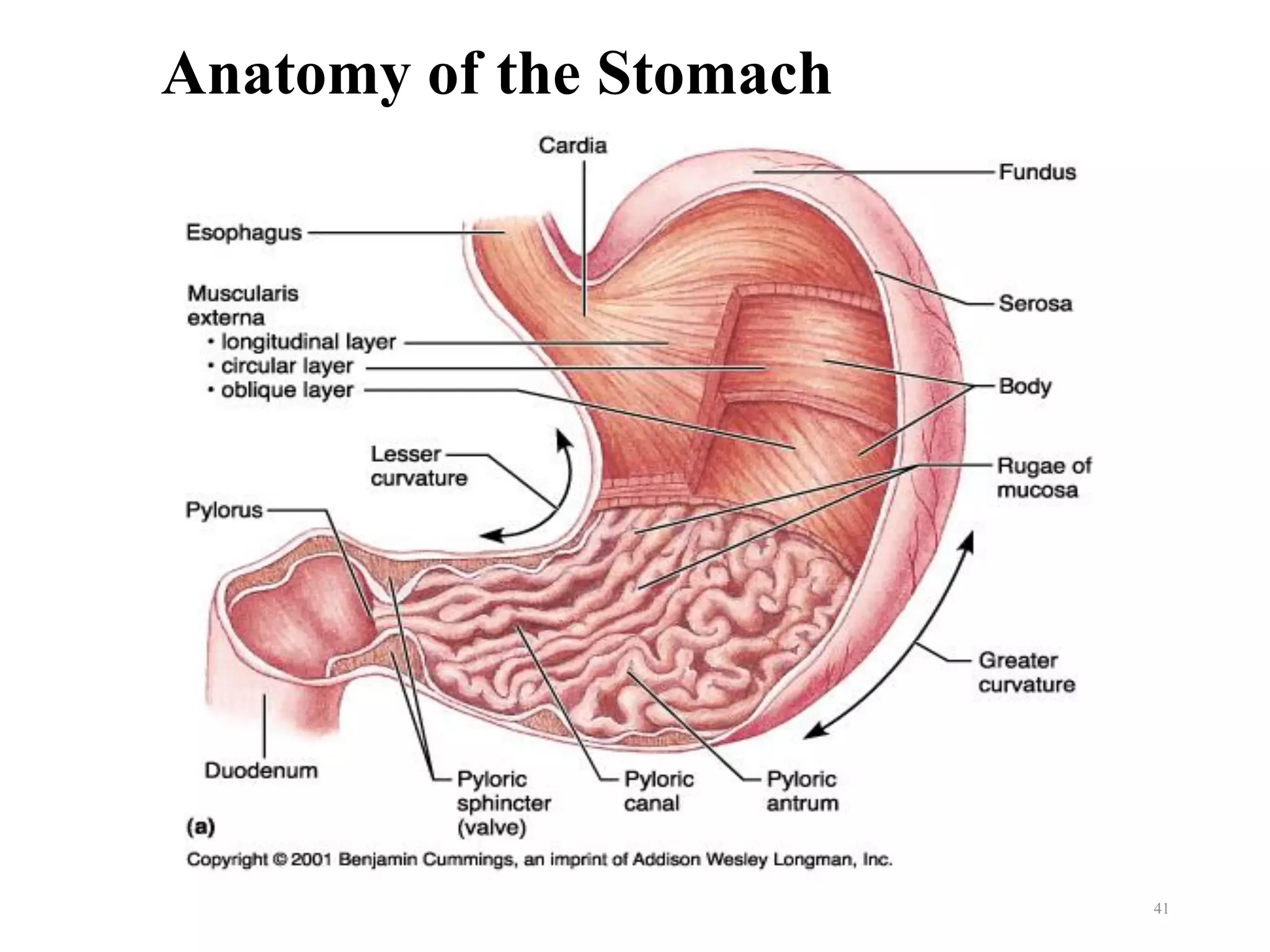 Anatomy of the Stomach
41
 