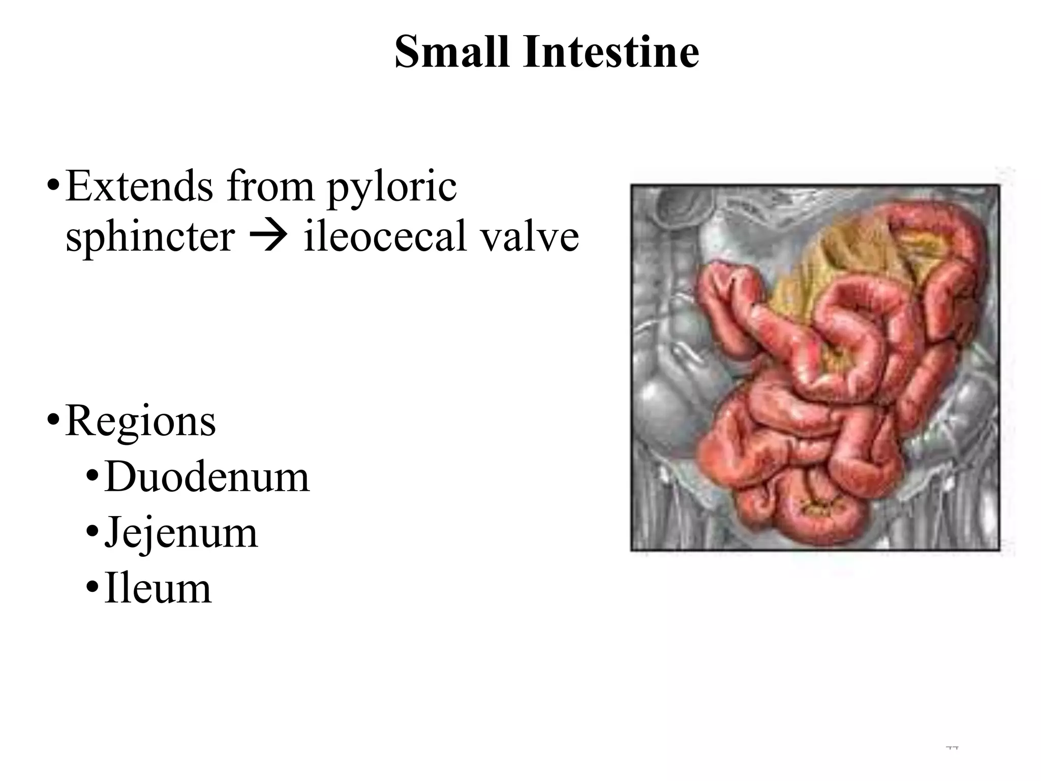 Small Intestine
•Extends from pyloric
sphincter → ileocecal valve
•Regions
•Duodenum
•Jejenum
•Ileum
44
 