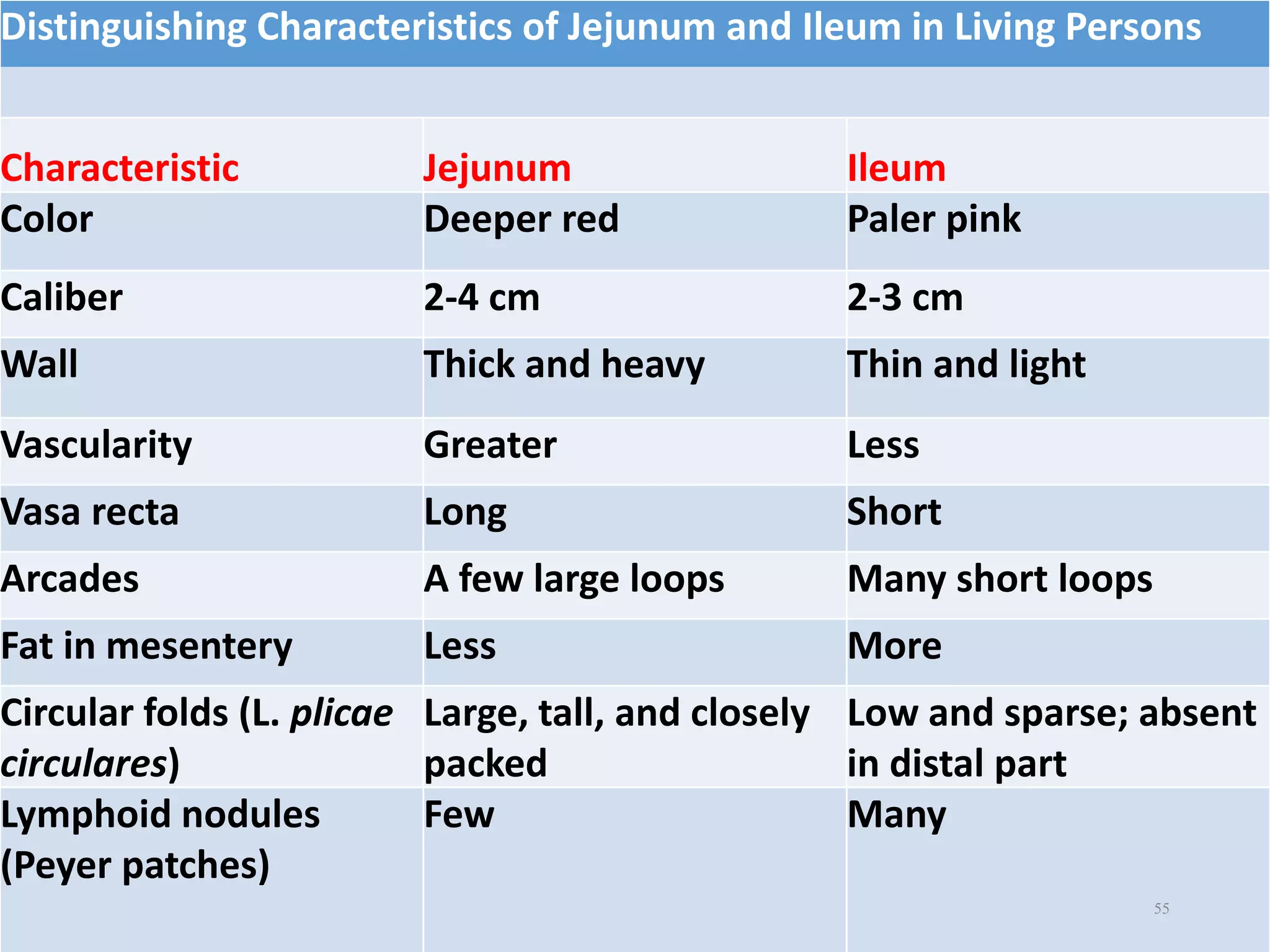 Distinguishing Characteristics of Jejunum and Ileum in Living Persons
Characteristic Jejunum Ileum
Color Deeper red Paler pink
Caliber 2-4 cm 2-3 cm
Wall Thick and heavy Thin and light
Vascularity Greater Less
Vasa recta Long Short
Arcades A few large loops Many short loops
Fat in mesentery Less More
Circular folds (L. plicae
circulares)
Large, tall, and closely
packed
Low and sparse; absent
in distal part
Lymphoid nodules
(Peyer patches)
Few Many
55
 