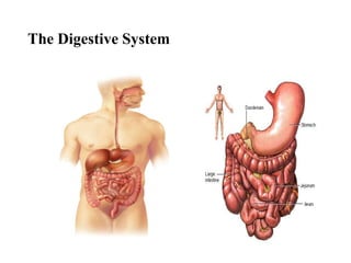 The Digestive System
1
 