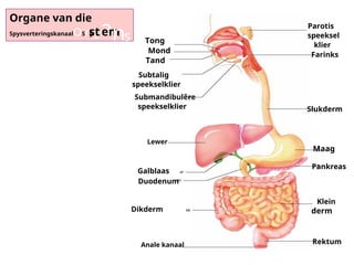 digestive_system_notas graad 11.en.af.pdf