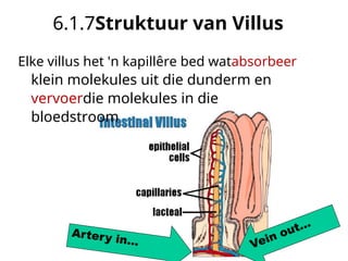 Dunderm digestive_system_notas graad 11.en.af.pdf
