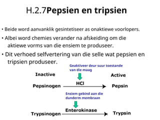 Dunderm digestive_system_notas graad 11.en.af.pdf