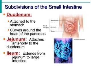 Subdivisions of the Small Intestine
• Duodenum:
  • Attached to the
    stomach
  • Curves around the
    head of the pancreas
• Jejunum: Attaches
    anteriorly to the
 duodenum
• Ileum: Extends from
    jejunum to large
    intestine
 