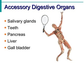 Accessory Digestive Organs

• Salivary glands
• Teeth
• Pancreas
• Liver
• Gall bladder
 