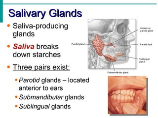 Salivary Glands
• Saliva-producing
  glands
• Saliva breaks
  down starches
• Three pairs exist:
  • Parotid glands – located
    anterior to ears
  • Submandibular glands
  • Sublingual glands
 