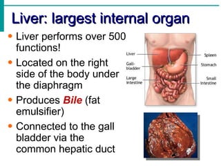 Liver: largest internal organ
• Liver performs over 500
  functions!
• Located on the right
  side of the body under
  the diaphragm
• Produces Bile (fat
  emulsifier)
• Connected to the gall
  bladder via the
  common hepatic duct
 