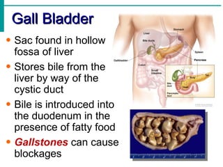 Gall Bladder
• Sac found in hollow
  fossa of liver
• Stores bile from the
  liver by way of the
  cystic duct
• Bile is introduced into
  the duodenum in the
  presence of fatty food
• Gallstones can cause
  blockages
 