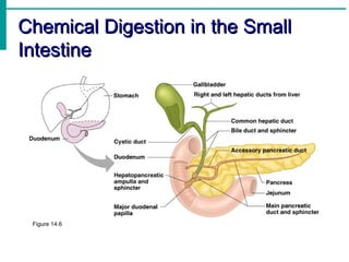 Chemical Digestion in the Small
Intestine




 Figure 14.6
 