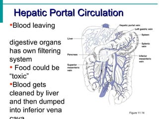 Hepatic Portal Circulation
•Blood leaving
digestive organs
has own filtering
system
• Food could be
“toxic”
•Blood gets
cleaned by liver
and then dumped
into inferior vena            Figure 11.14
 