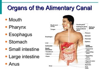 Organs of the Alimentary Canal
• Mouth
• Pharynx
• Esophagus
• Stomach
• Small intestine
• Large intestine
• Anus
 
