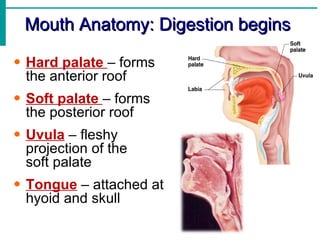 Mouth Anatomy: Digestion begins

• Hard palate – forms
  the anterior roof
• Soft palate – forms
  the posterior roof
• Uvula – fleshy
  projection of the
  soft palate
• Tongue – attached at
  hyoid and skull
 
