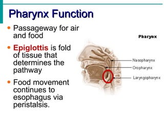 Pharynx Function
• Passageway for air
  and food
• Epiglottis is fold
  of tissue that
  determines the
  pathway
• Food movement
  continues to
  esophagus via
  peristalsis.
 