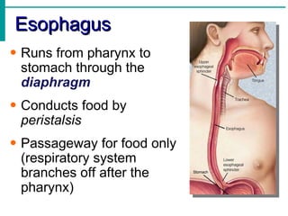 Esophagus
• Runs from pharynx to
  stomach through the
  diaphragm
• Conducts food by
  peristalsis
• Passageway for food only
  (respiratory system
  branches off after the
  pharynx)
 