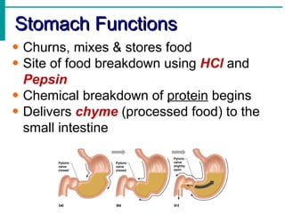 Stomach Functions
• Churns, mixes & stores food
• Site of food breakdown using HCl and
  Pepsin
• Chemical breakdown of protein begins
• Delivers chyme (processed food) to the
  small intestine
 