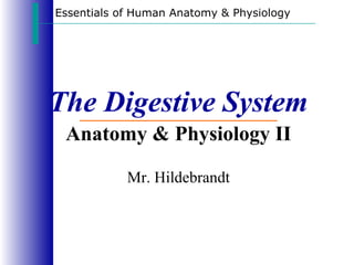 Essentials of Human Anatomy & Physiology




The Digestive System
 Anatomy & Physiology II

            Mr. Hildebrandt
 