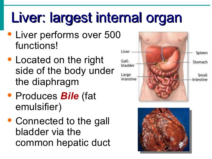 Liver As Baby Food Liver As Baby Food