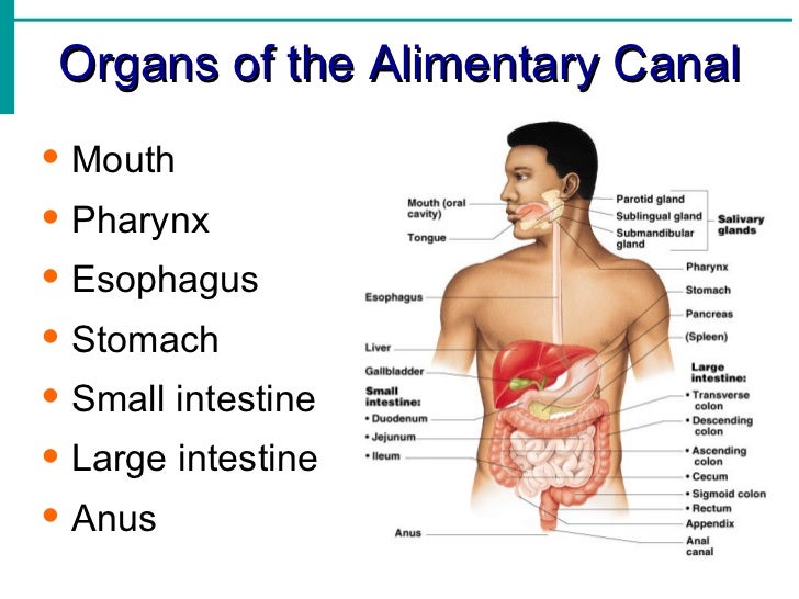 Digestive System Notes