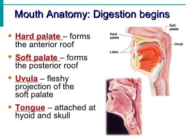 digestion notes Short notes on the digestion of carbohydrates in man the food of human beings consists of mainly two types of carbohydrates namely- polysaccharides and. digestion notes Short notes on the digestion of carbohydrates in man the food of human beings consists of mainly two types of carbohydrates namely- polysaccharides and.