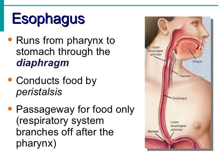 Digestive System Notes