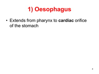 4
1) Oesophagus
• Extends from pharynx to cardiac orifice
of the stomach
 
