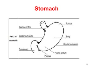 Stomach
5
 