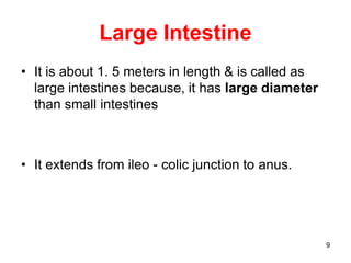 9
Large Intestine
• It is about 1. 5 meters in length & is called as
large intestines because, it has large diameter
than small intestines
• It extends from ileo - colic junction to anus.
 