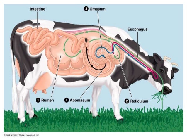 Digestive system of a cow