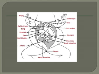 Digestive System Of A Frog