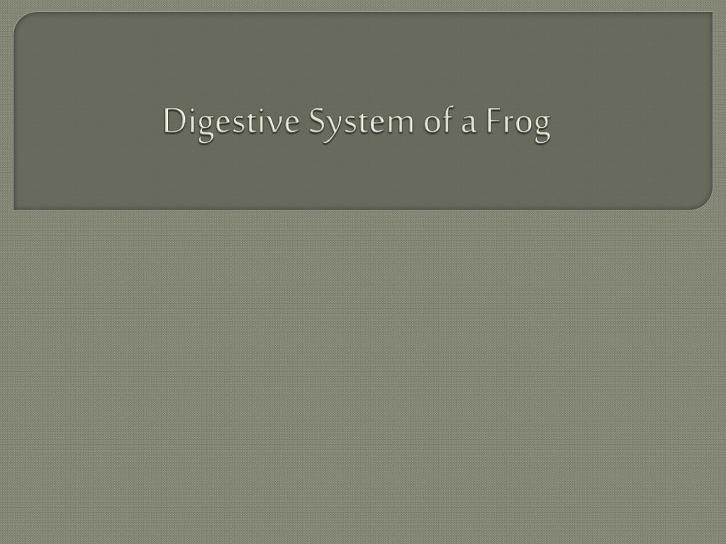 Digestive system of a frog