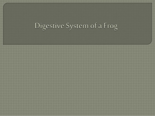 Digestive system of a frog