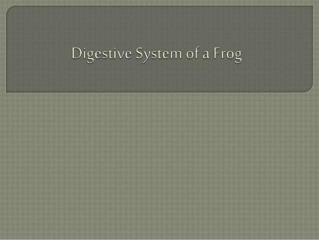 Digestive system of a ...
