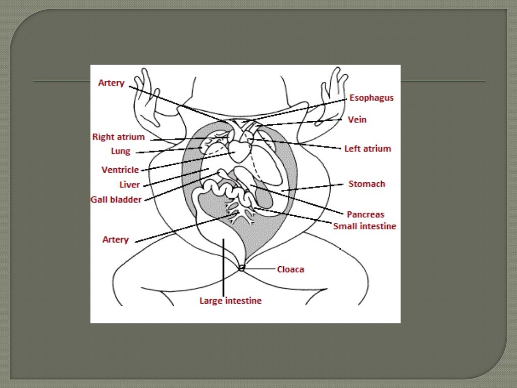 Digestive system of a frog