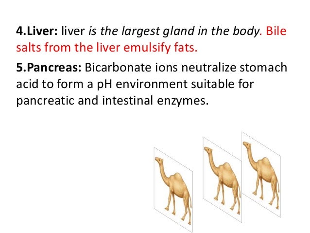 Digestive system of camel