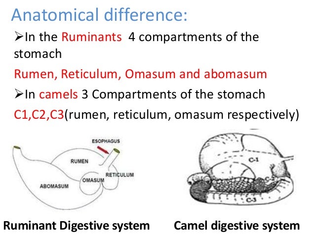 Digestive system of camel