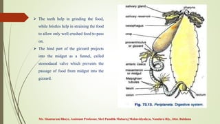  The teeth help in grinding the food,
while bristles help in straining the food
to allow only well crushed food to pass
on.
 The hind part of the gizzard projects
into the midgut as a funnel, called
stomodaeal valve which prevents the
passage of food from midgut into the
gizzard.
Mr. Shantaram Bhoye, Assistant Professor, Shri Pundlik Maharaj Mahavidyalaya, Nandura Rly., Dist. Buldana
 