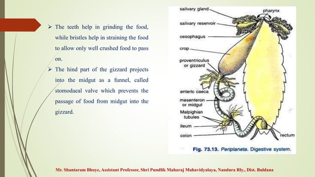 Digestive system of Cockroach.pptx